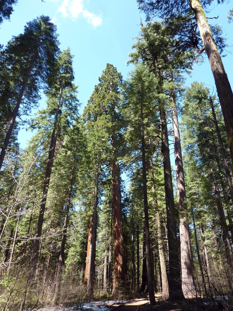 big tree state park (32).JPG
